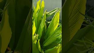 My fully grown turmeric plants turmeric terracegarden gardeningtips [upl. by Anitnerolf]