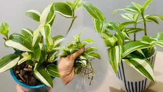 Tradescantia Fluminensis Variegata Green and White  cutting in water [upl. by Panter]