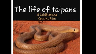 The life of taipans  The worlds most venomous snakes [upl. by Marga]