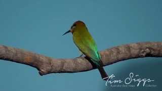 Rainbow Bee eater Clip 1 HD VIDEO Australian Bird Media [upl. by Valma109]