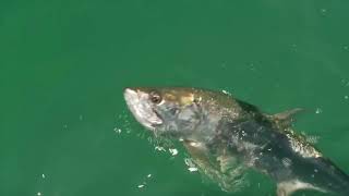 Tarpon Fishing in Puerto Rico  Backwater [upl. by Charita]