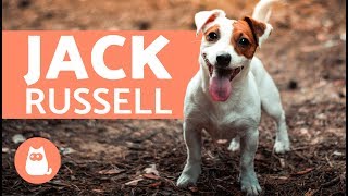 All About the Jack Russell Terrier [upl. by Ahsiral857]