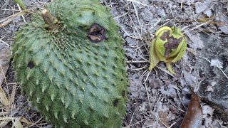 Guanabana antracnosis en las flores y las frutas [upl. by Teirtza]