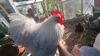 Pekin Bantam Lavender Male Pekin Bantams Backyard Chickens Pet Chickens [upl. by Ahsienroc444]