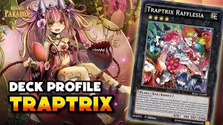 TRAPTRIX DECK LIST  OUTUBRO 2024  YUGIOH [upl. by Shaylynn869]