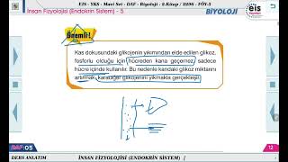 Mavi Set Biyoloji 2  İnsan Fizyolojisi Endokrin Sistem  5 🔬 [upl. by Giacamo]