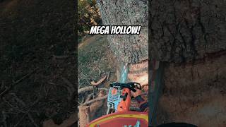 Super dead white oak felling arborist treework chainsaw [upl. by Skantze684]