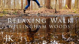 The Most Beautiful Walk in the English Countryside Willingham Woods [upl. by Asilav]