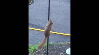 Squirrel on Greased Pole [upl. by Kazmirci703]