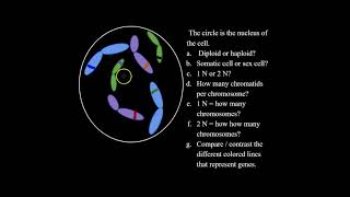 What are Diploid and Haploid Cells and How to Solve Haploid and Diploid Problems for Bio Classes [upl. by Aruabea685]