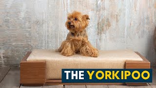 Yorkipoo Your Guide to The Small Sassy and Sweet Yorkie Poodle Mix Dog [upl. by Moskow]