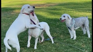 Pitbull Plays with New Sheepdog Friend and Lab 3 07262024 pitbull labrador sheepdog [upl. by Saxela]