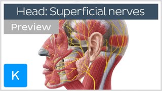 Superficial nerves of the face and scalp preview  Human Anatomy  Kenhub [upl. by Elicec]