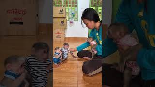 Mom arrange Baby monkey monkeygirl babyanimal [upl. by Marcos458]