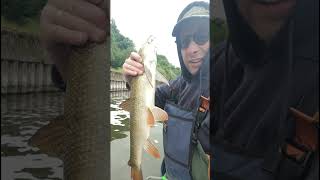 Barbel on the Trent fishing barbel rivertrent [upl. by Ajiak366]