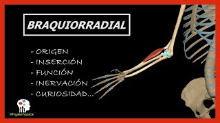 Braquiorradial Supinador Largo  Origen inserción función inervación y curiosidad [upl. by Latihs]