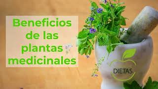 Plantas medicinales [upl. by English511]