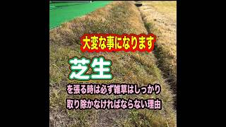 ［芝生］を適当に張るとこうなる。最初ぐらいは手間をかけて下さい。芝生 芝生の手入れ 柏原ゴルフ練習場 ガーデニング 庭 春 雑草 vlog [upl. by Ligetti]