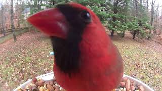 Cardinal Closeup [upl. by Vite144]