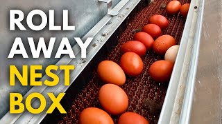 The Easiest Way to Collect Eggs  No More Broken or Dirty Eggs [upl. by Bronwyn]