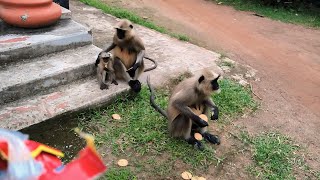 bandar langoor monkey 🙈 [upl. by Amaso]