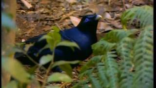 Satin Bowerbird part 2 [upl. by Neeka]