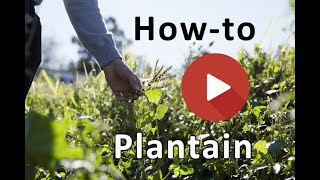 How to ID plantain [upl. by Akinna]