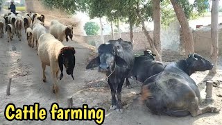 Cattle farming  Raising cattle [upl. by Lrub]