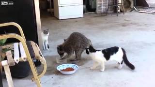 Raccoon Steals Cat Food voiceover [upl. by Nyrhtak836]