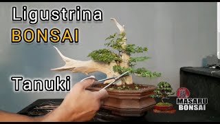 BONSAI  TANUKY LIGUSTRINA COMO GHACER UN BONSAI [upl. by Ellimahs]