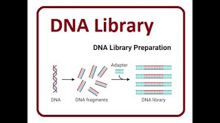 DNA and Genomic Library  2024 [upl. by Auburn484]