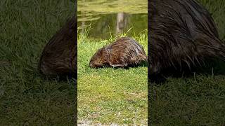 Muskrat gathering grass [upl. by Ettenim613]