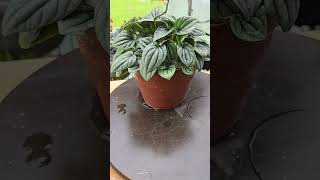 peperomia frost  silver caperata [upl. by Hsetim]