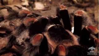 Out of the Wild  Mexican Red Kneed Tarantula 4612 [upl. by Cressi]