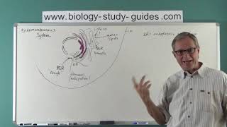 Eukaryotic Cells  Part 2 The Endomembranous System [upl. by Nevear]