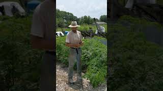 NORTH CAROLINA MORINGA UPDATE Part 1 [upl. by Nicks]