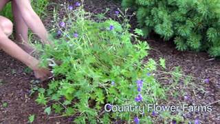 How to Deadhead a Perennial Geranium [upl. by Koziarz12]