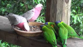 Galahs vs lorikeets [upl. by Lerual]