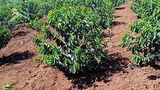 Coffee Farming  Seedlings [upl. by Samuel]