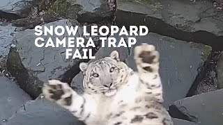 FUNNY Snow Leopard Camera Trap Fail  Animals On CCTV [upl. by Gervase]