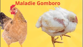 Comment soigner le gomboro naturellement chez les poulets de chair [upl. by Brianna970]