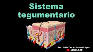 Sistema tegumentario [upl. by Horatius744]