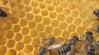 queen bee laying multiple eggs per cell [upl. by Adnala]