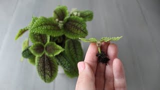 Pilea involucrata vriendschapsplant stekken [upl. by Llenral]