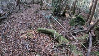 Aokigahara Round 6 Part 7 Follow the string [upl. by Yesoj]