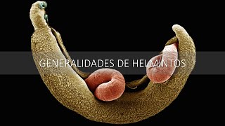 Generalidades de Helmintos Biología Reproducción [upl. by Thorman881]