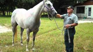 AQHA Grey Mare for sale [upl. by Ridglea181]