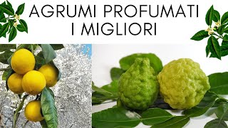 AGRUMI PROFUMATI ECCO I MIGLIORI  AGRUMI LENZI [upl. by Lingwood]