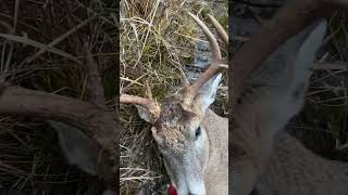 9 point down opening day Michigan swamp buck [upl. by Frohman]