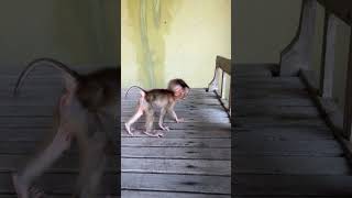 Mako Play babymonkey monkeygirl familycomedy [upl. by Amiel]